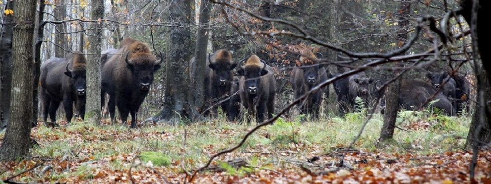 Naturstyrelsen: 'Man kan ikke bare give en bison medicin'
