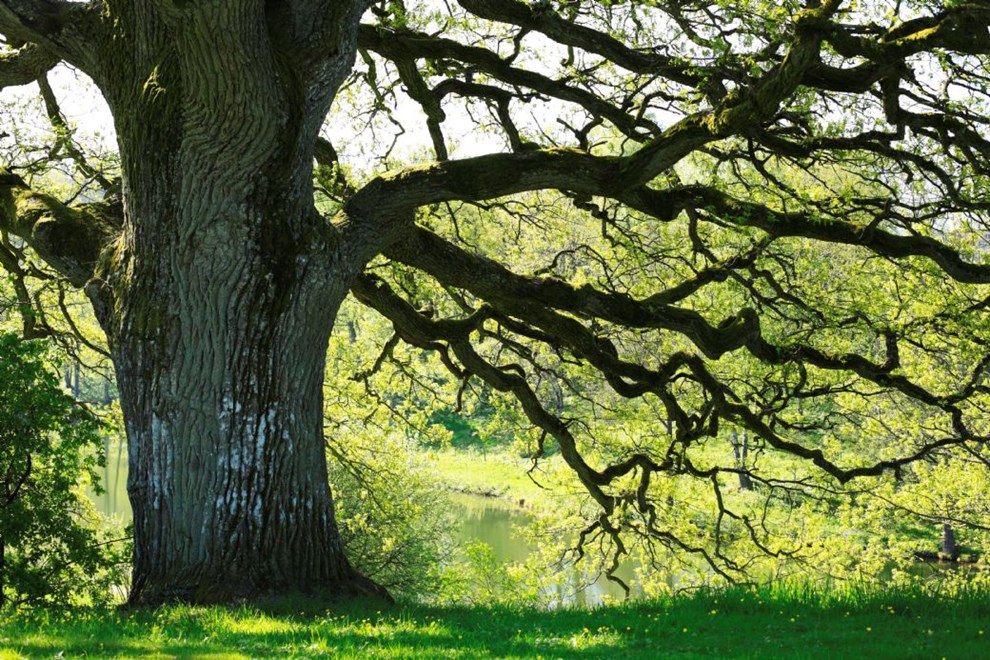 Debat: Vi br passe p de gamle trer