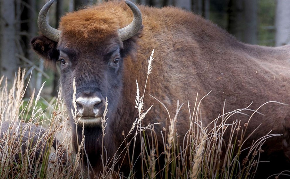 Formand for Dyreetisk Rd: Tynde dyr lider ikke ndvendigvis