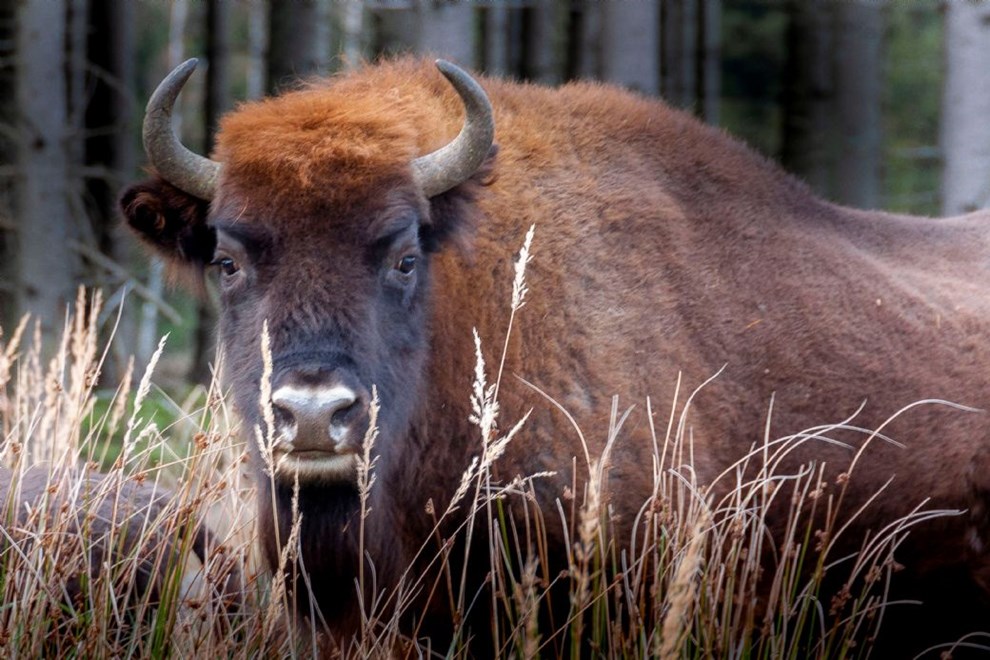 Bornholmer optrder ufrivilligt i politianmeldelse af Naturstyrelsen