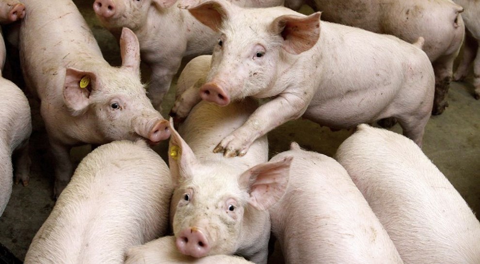 Debat: Kommer landbruget p� ret kurs inden 2023?
