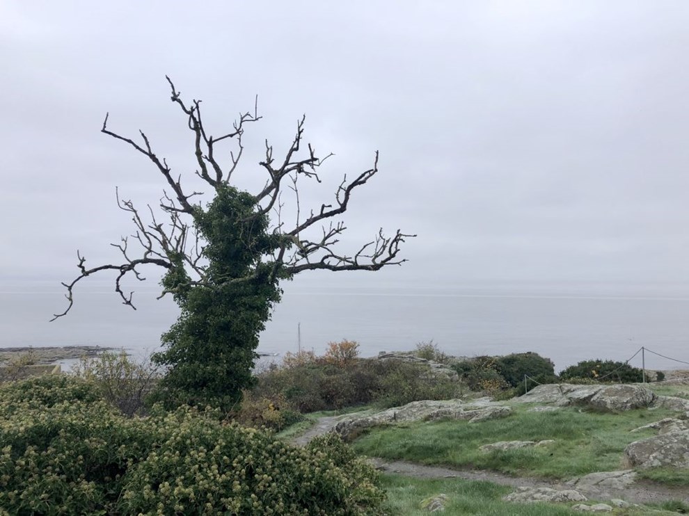 Dagens billede: Troldetræ med havudsigt