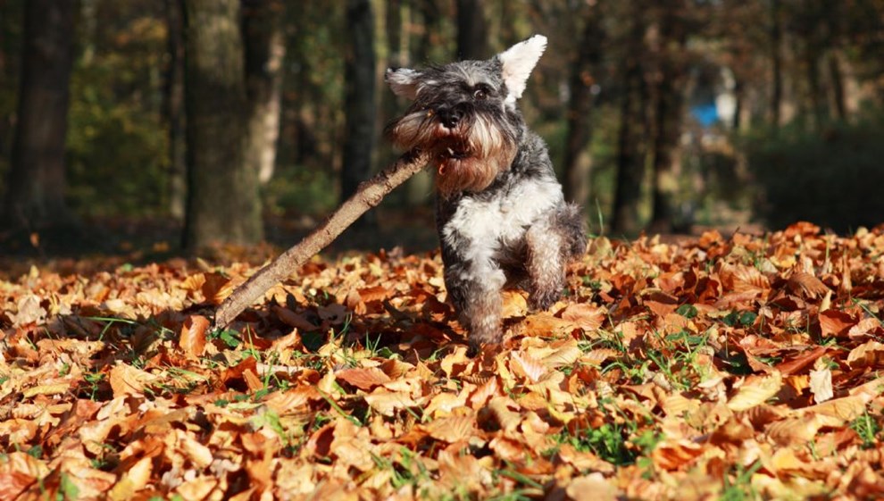 Dyrl�ger i opr�b: Livsfarligt for hunde