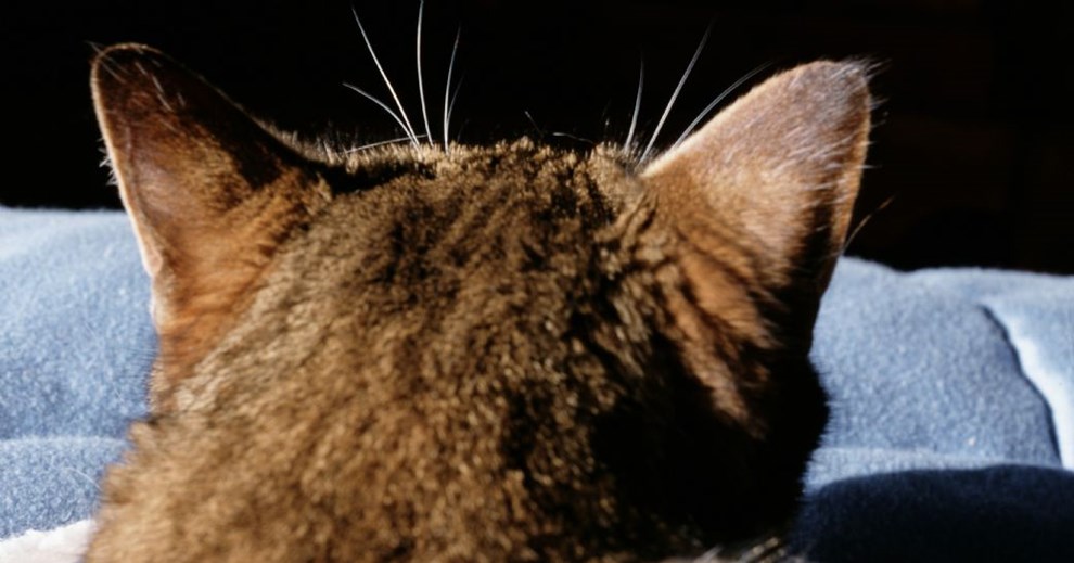 Vores kat kom hjem med mishandlet hale � nu vil den ikke udenfor