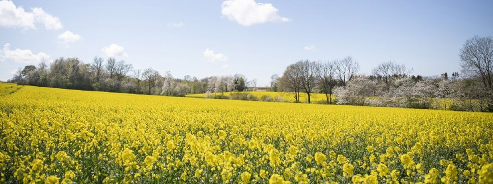 Politikere bremser omstridt solcellepark med nye sprgsml