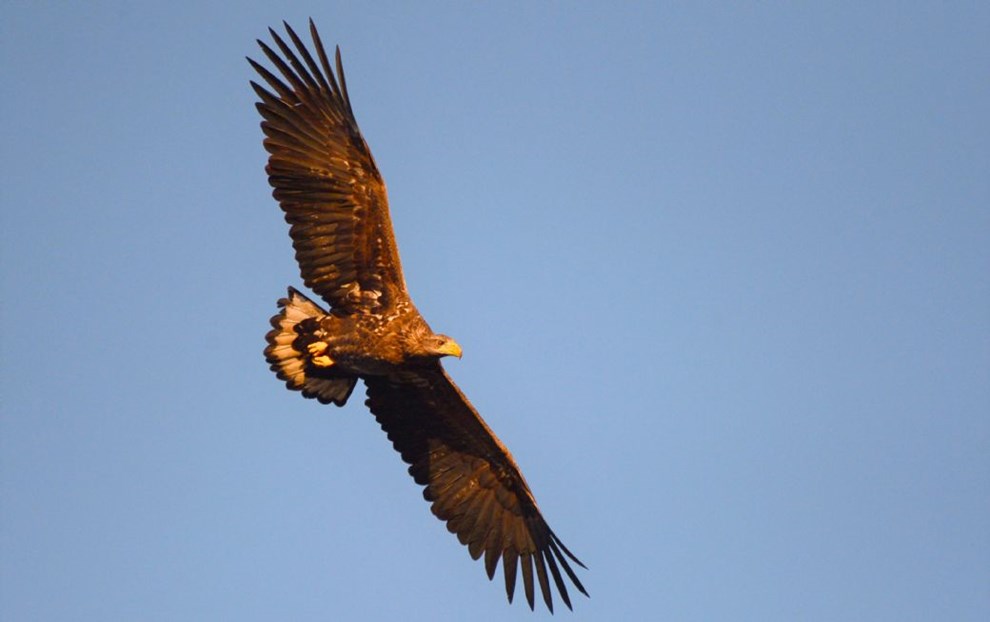 Lokale rneunger er fljet fra en  i hvert fald for en tid