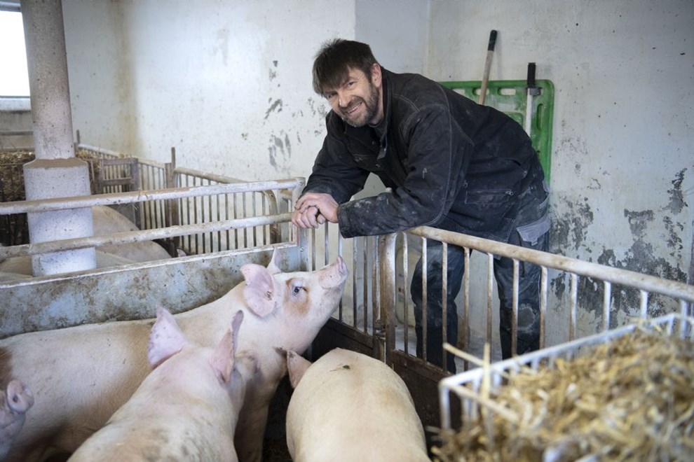 Specialgris fra Bornholm totalt udsolgt Specialgris fra Bornholm totalt udsolgt