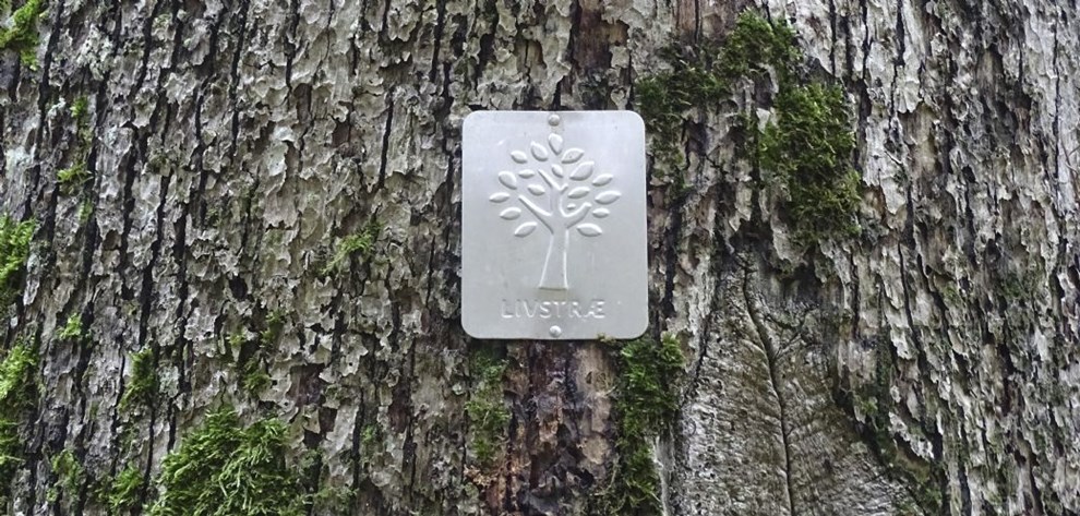 Her finder du ens sjoveste og mest bermte trer