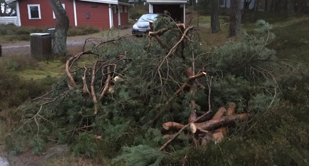 Flere tr�er ulovligt besk�ret i jagt p� havudsigt