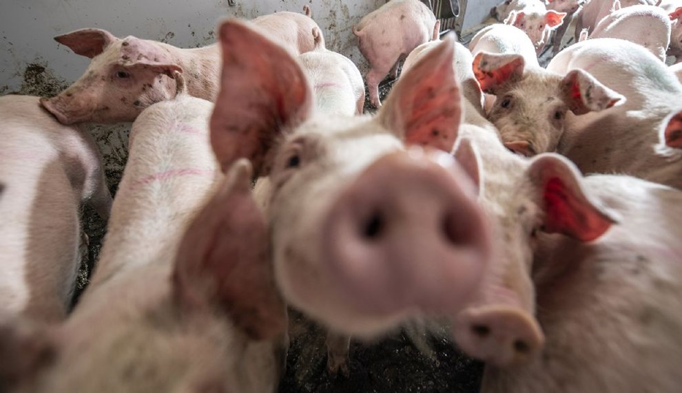 Derfor laver vi 520.000 grise p� Bornholm