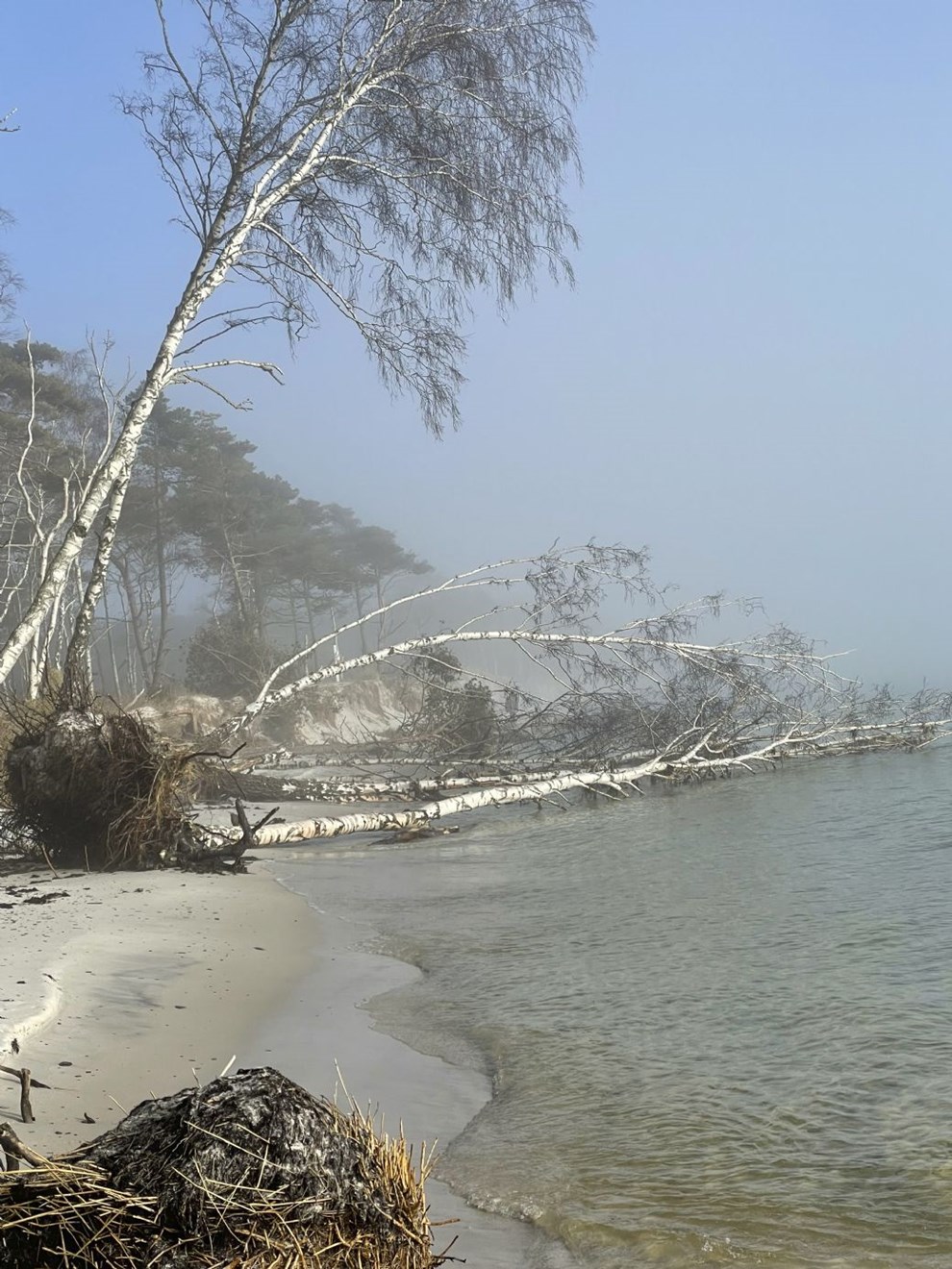Dagens billede Dagens billede