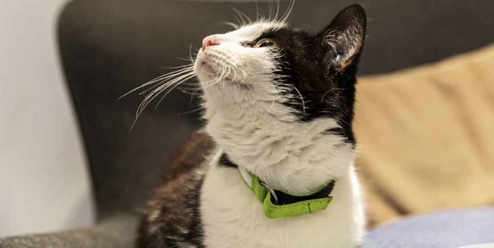 Bornholm har et stort katteproblem