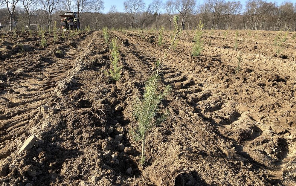 Fond hjlper med ny skov: 'Nu kan vi bruge tiden p at nyde omrdets natur'