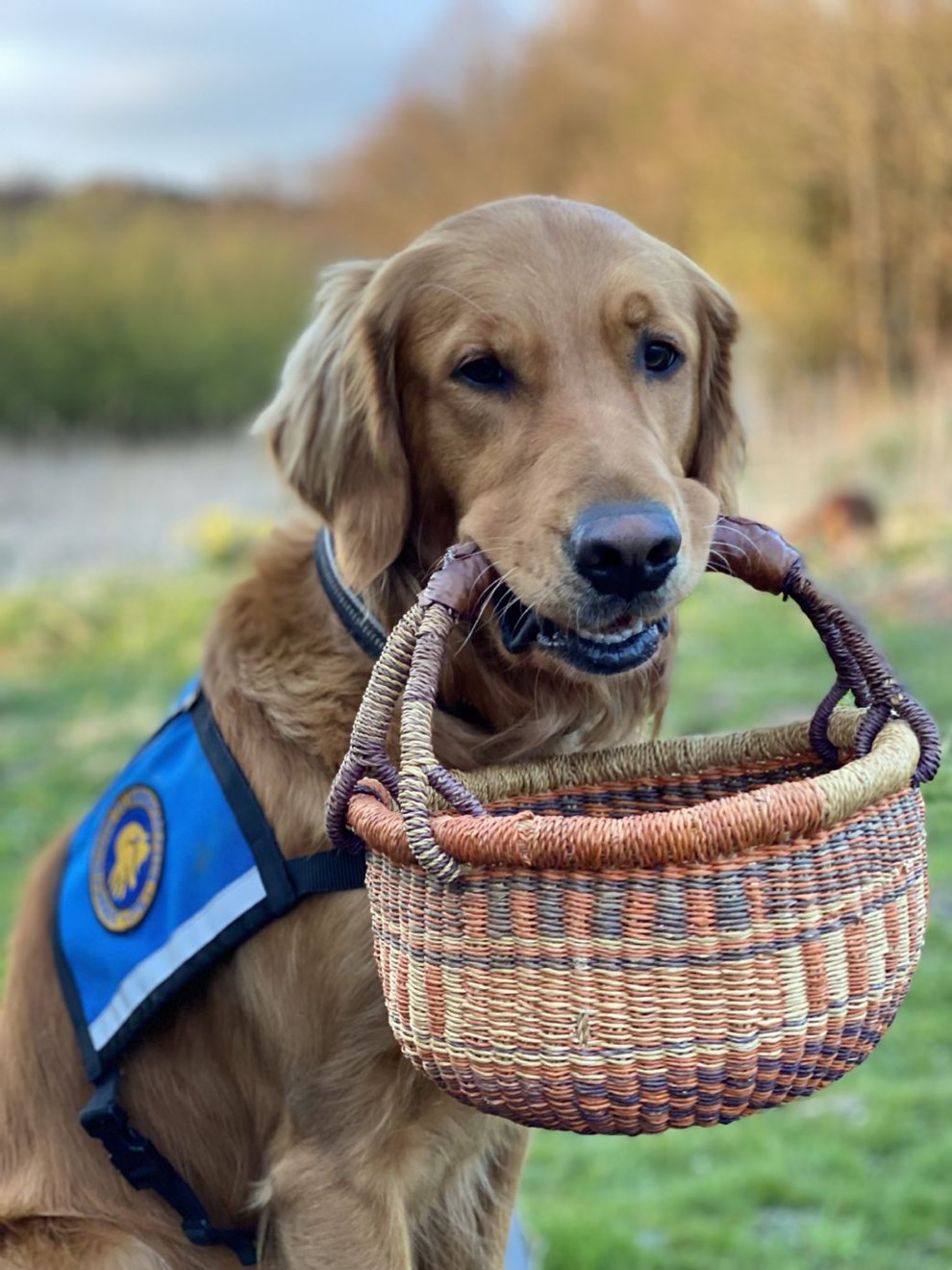 En hund efter at hjlpe