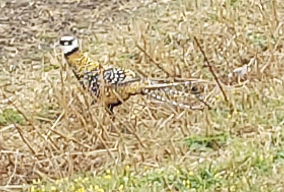 'Kongefasan er næppe et problem i vores natur' 'Kongefasan er næppe et problem i vores natur'