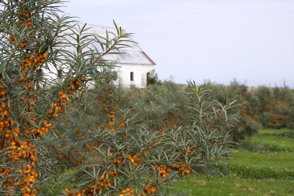 Underskud er blevet til overskud hos Havtorn Bornholm