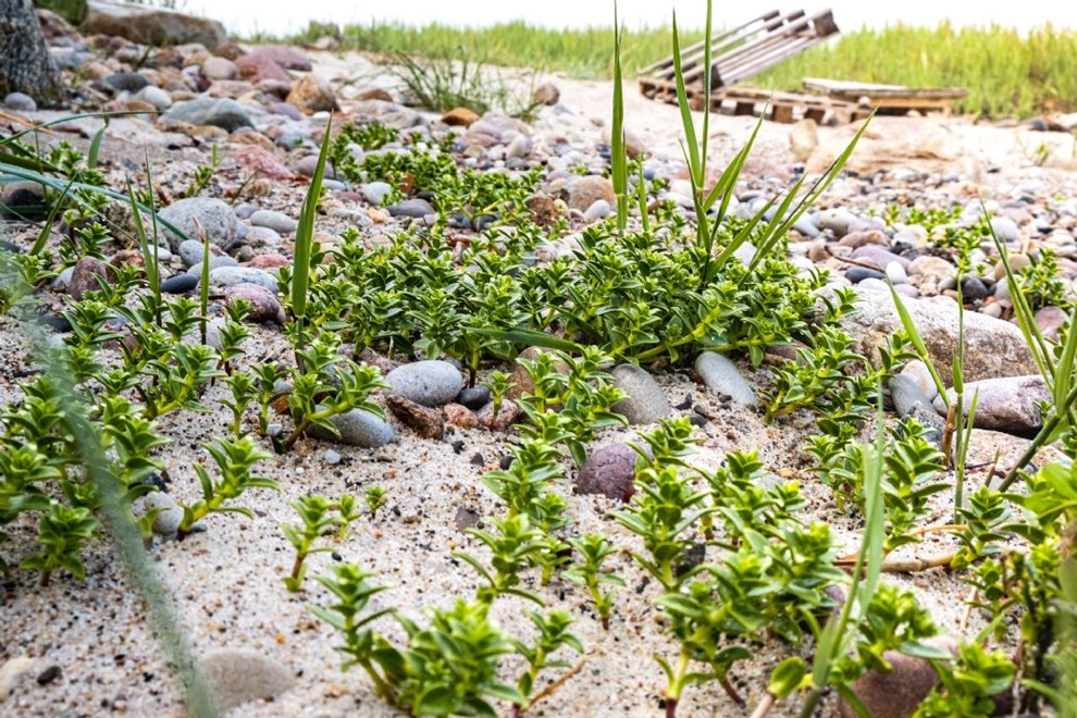 Lav mad med en underlig agurk direkte fra stranden
