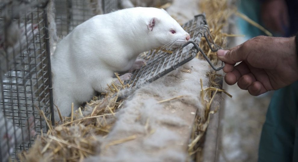 Tidligere minkavler har startet ny virksomhed