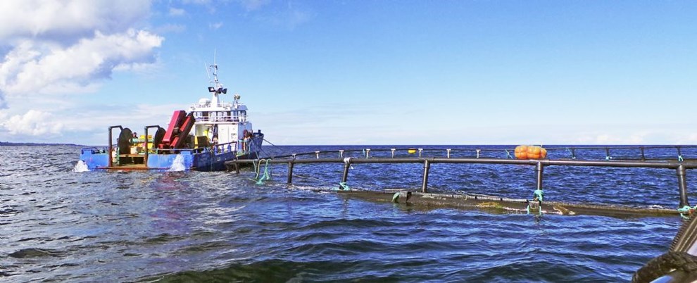 Eksperter: Bornholm er ideel til havbrug