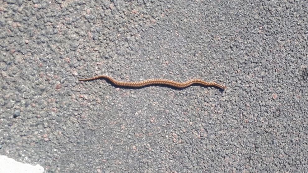 Hugorm k�rt over af varevogn