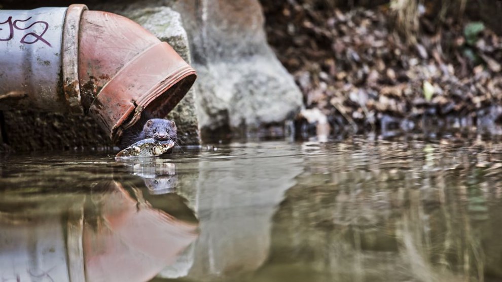 Indsatsen mod mink intensiveres: 'De hører ikke til i den danske natur' Indsatsen mod mink intensiveres: 'De hører ikke til i den danske natur'