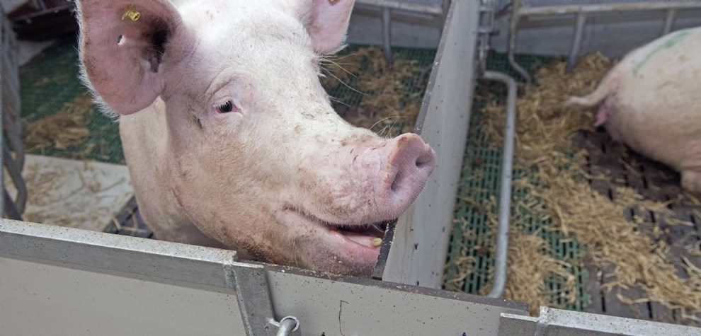 Bornholmergrisen 'har aldrig v�ret �konomisk'