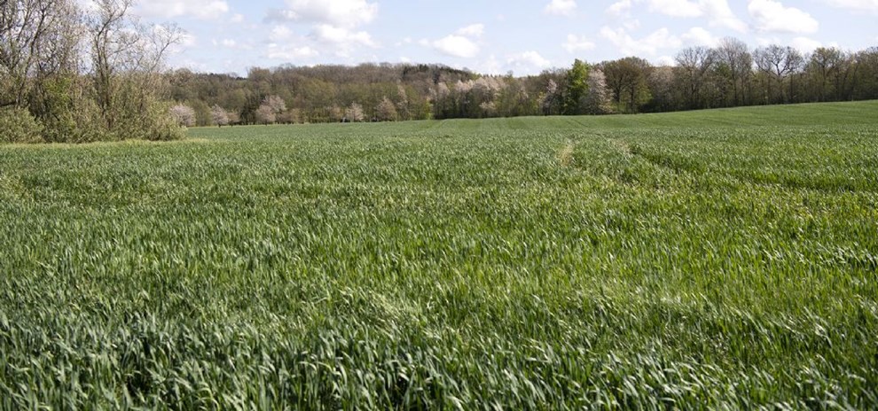 Udskldt solcelleanlg p vej i hring: 'Risikoen for grundvandet er minimal'