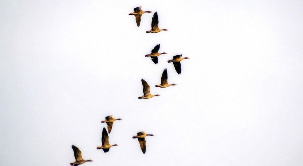 D�d g�s fra Nex� var smittet med frygtet sygdom