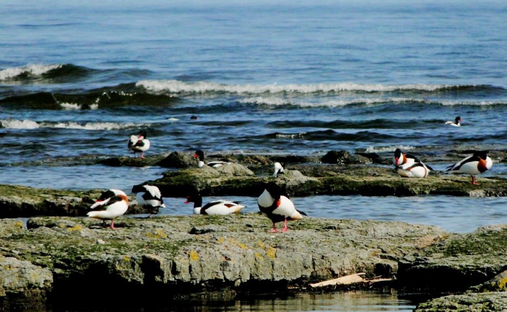 Her er finder du ens fugleparadis  en art har overvintret p Sydpolen