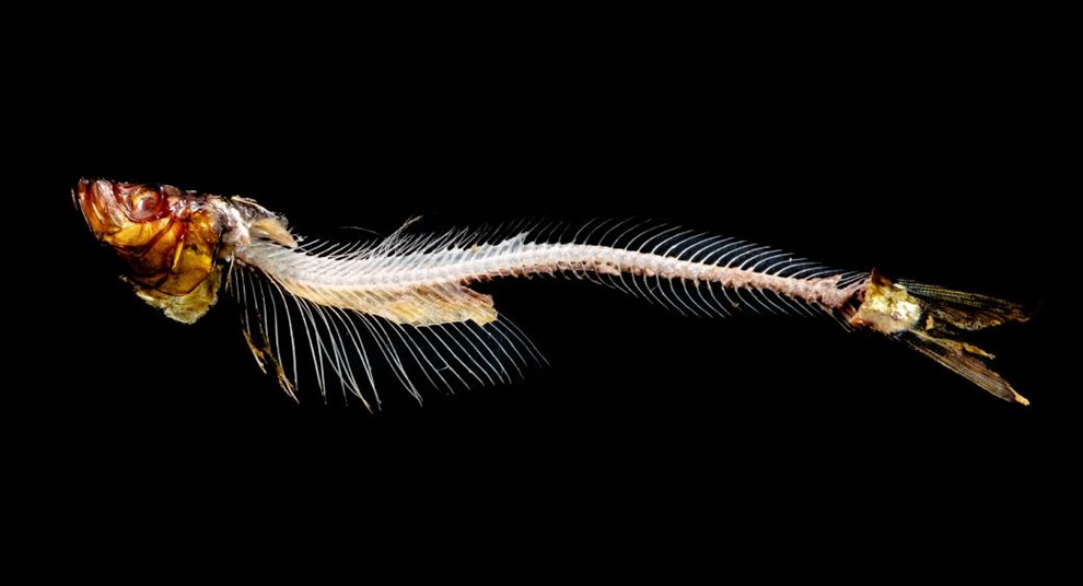 Tidende inviterer: Flles bog om bornholmsk mad