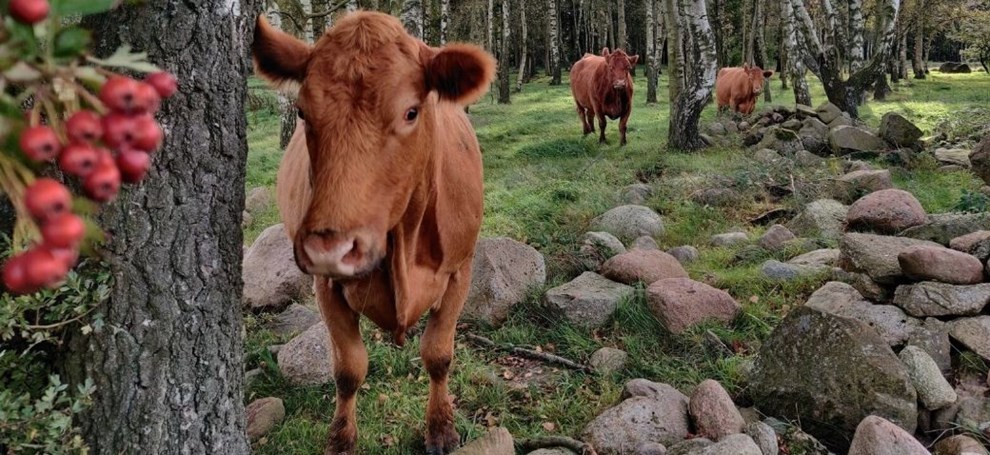 Koen er ikke det ultimative miljproblem