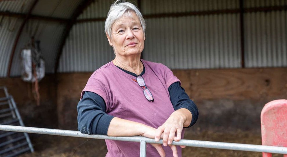Hallegaard Slagtehus i frit fald - Bente Johansen opgiver frilandsgrise