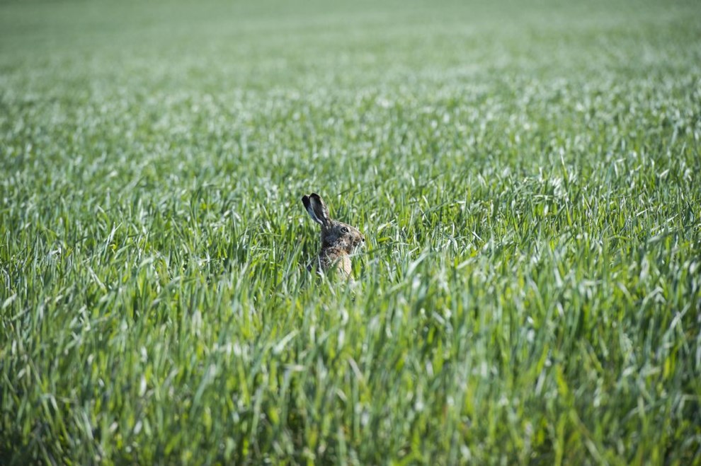 Jeg lader gr�sset gro � og f�r ikke rotter