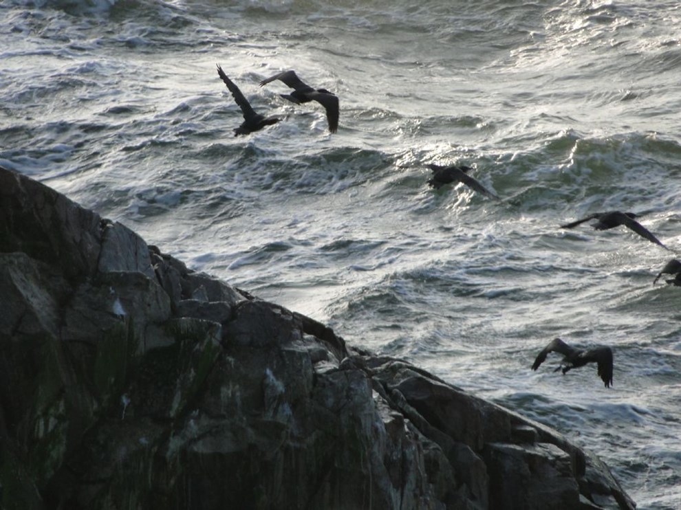 Som at vre p et norsk fuglefjeld
