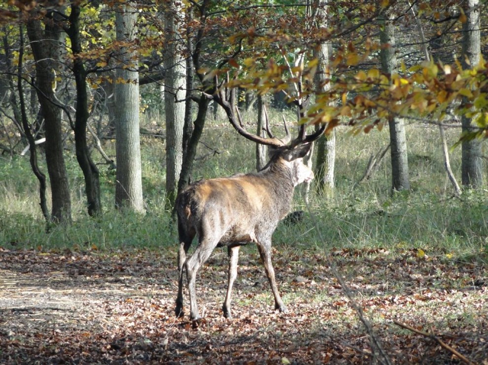 Farvel bison  velkommen kronhjort