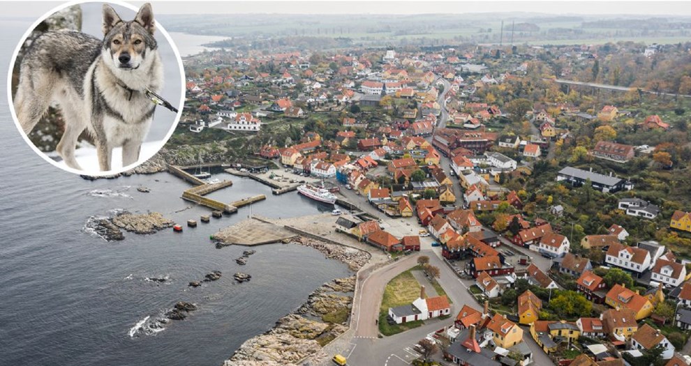 Ulvehunden Thor spreder frygt i Gudhjem