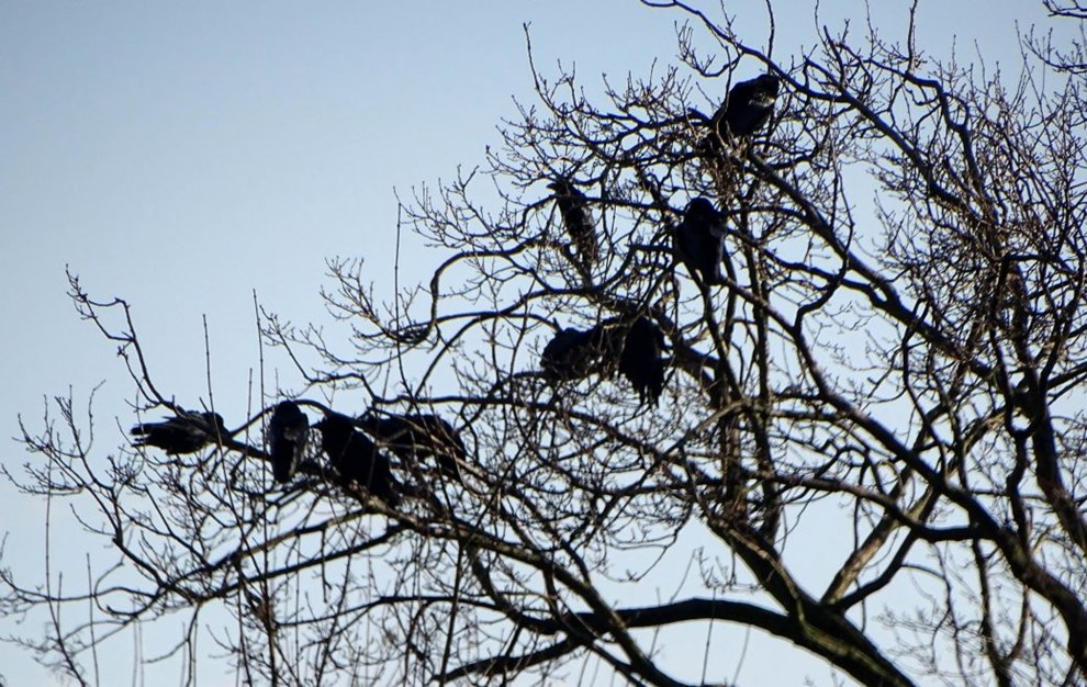 Ravne, �dsler og et fuglet�rn med god udsigt