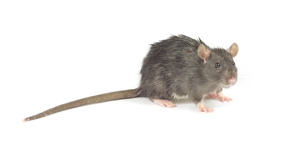 'Det er ikke det Danmark, jeg kender' 