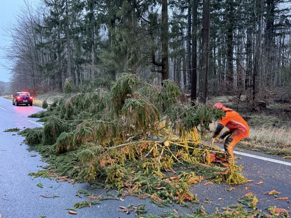 Væltede træer og løse hunde Væltede træer og løse hunde