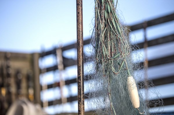 Sp�gelsesnet er en trussel mod livet i havet