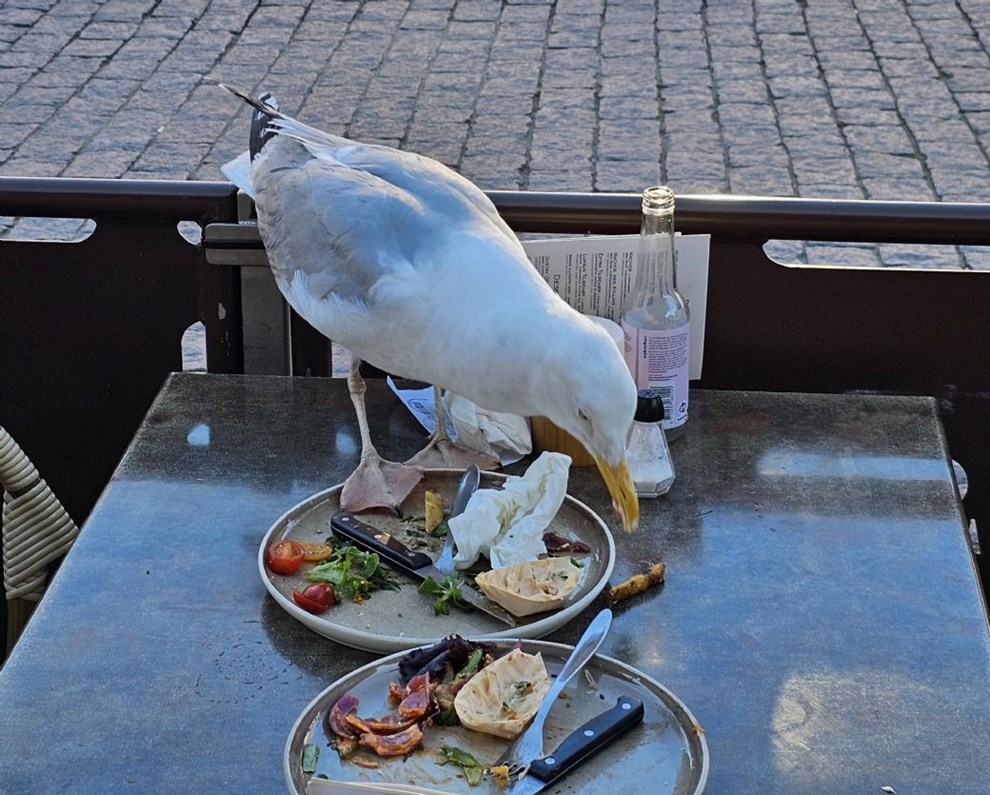 Ny vurdering af mågebekæmpelse Ny vurdering af mågebekæmpelse
