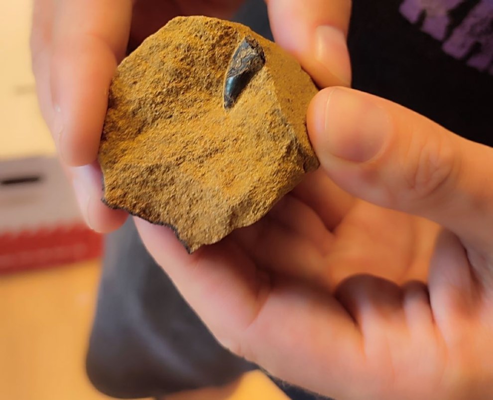 Sj�ldent dinosaurfund i Hasle: 'Det her sl�r alt' 