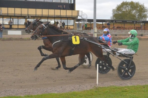 Ny bornholmerhest p� vej