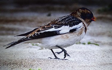 Mødet med de sovjetrussiske snespurve