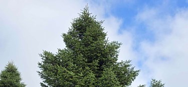 Juletræet er på vej