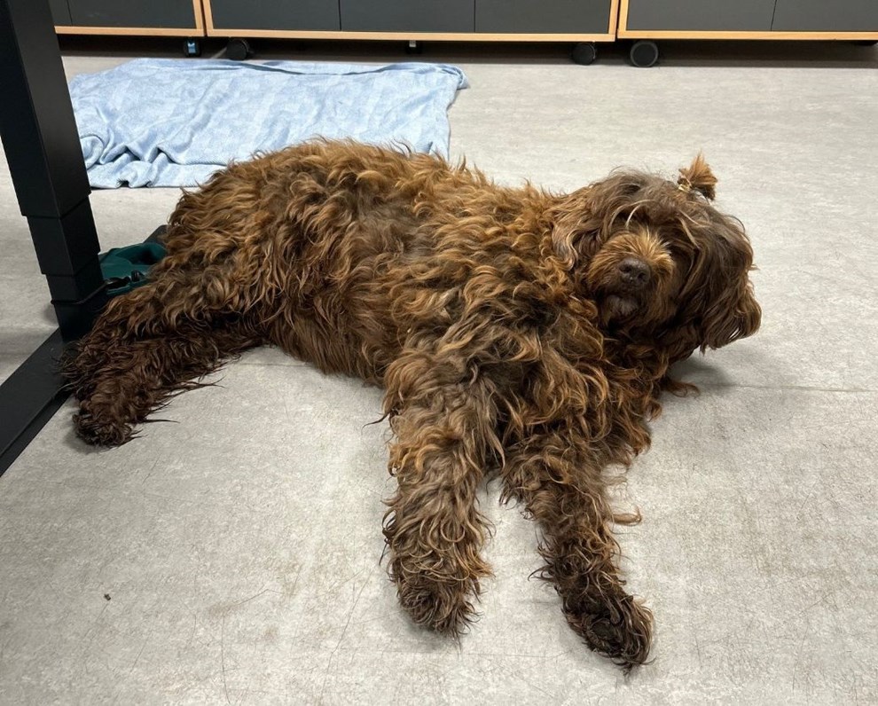 Ejer efterlyses: S�dan ser hunden ud