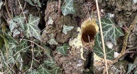 Birketræ i Svaneke angrebet med Roundup Birketræ i Svaneke angrebet med Roundup