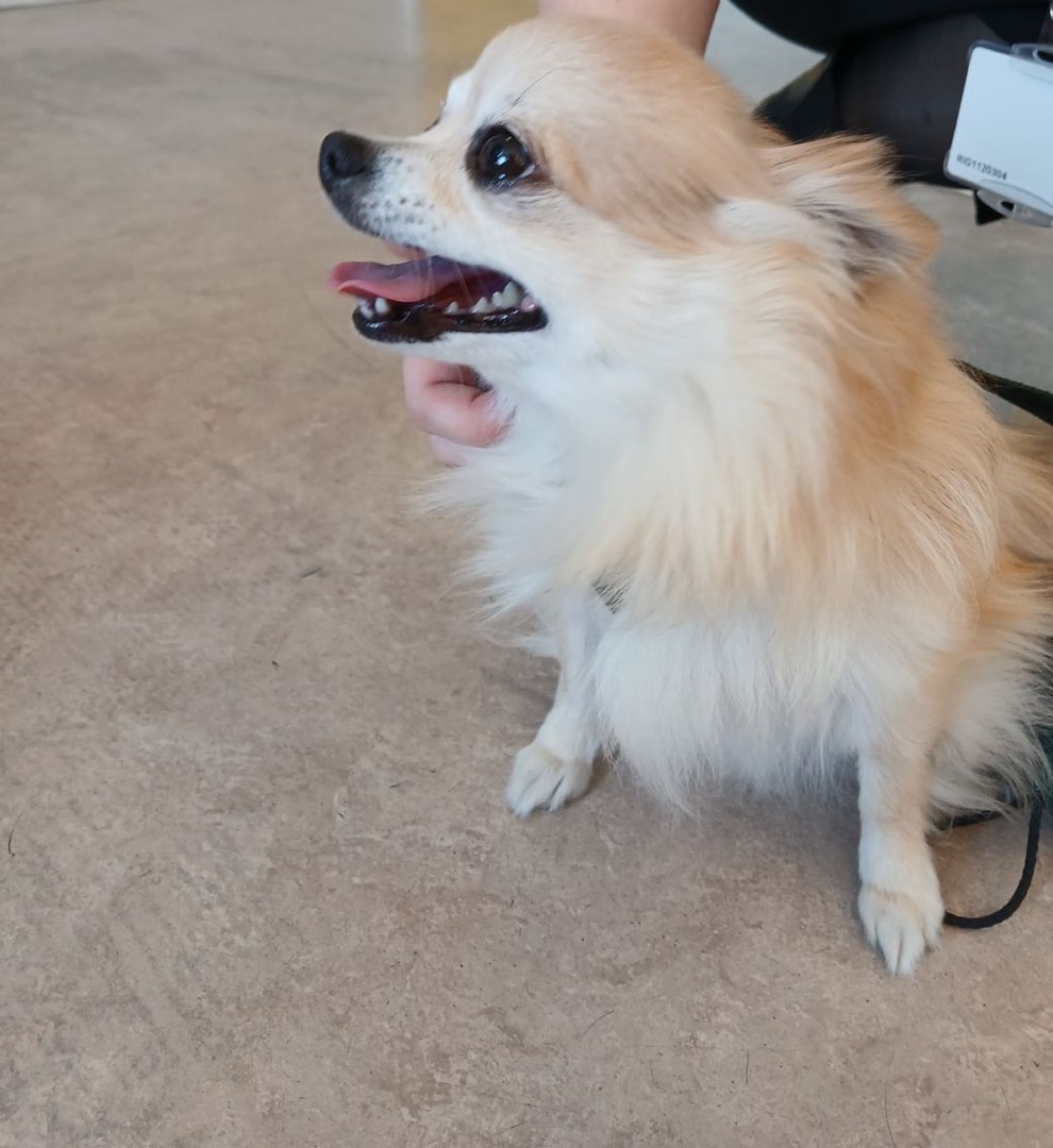 Blev meldt savnet � nu er ejeren fundet