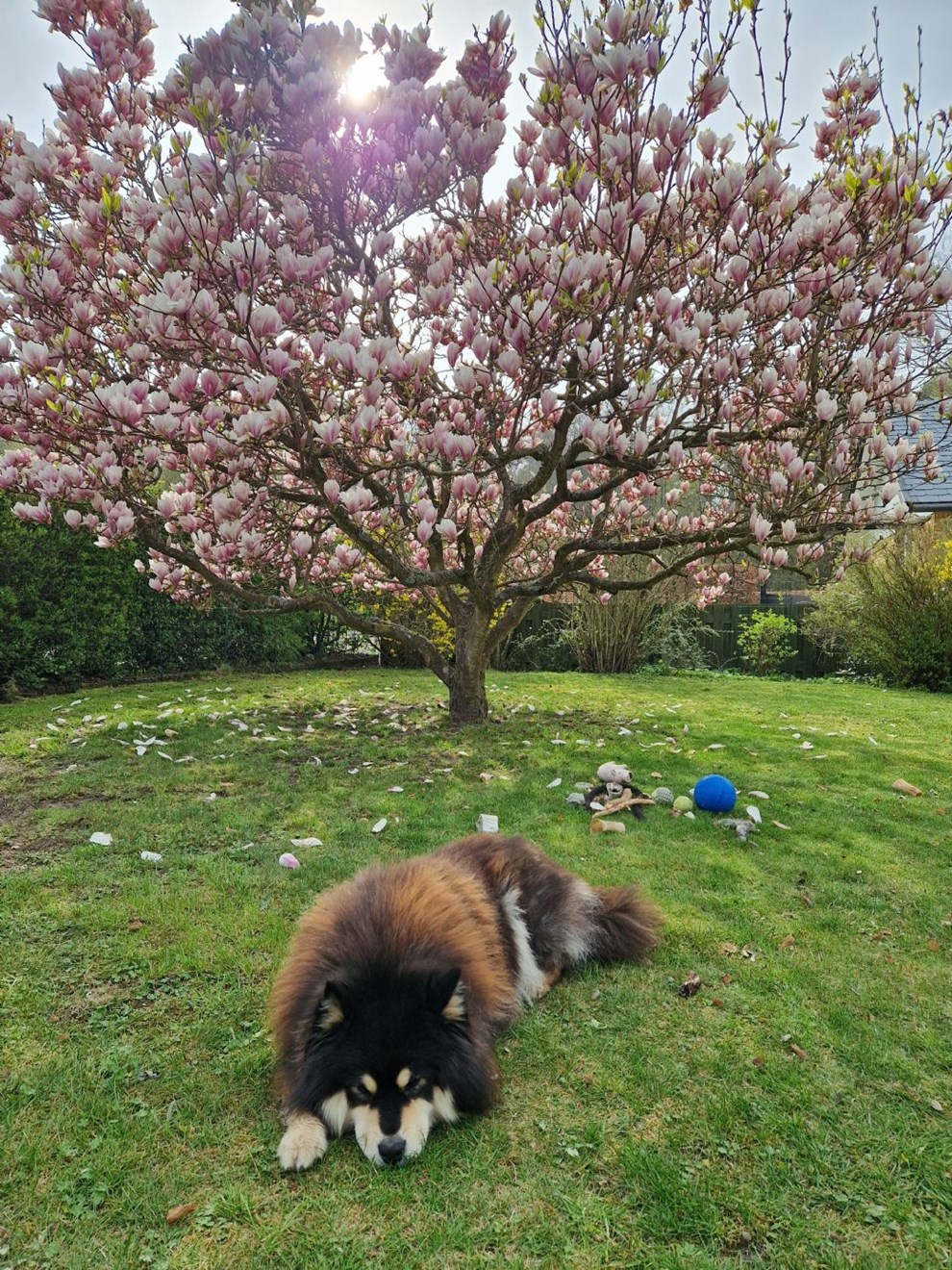 Dagens billede: Afslapning under tr�et