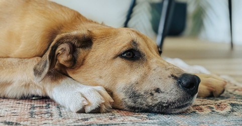 Guide til at finde den perfekte hund til salg i Aalborg